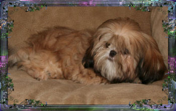 Jessy imperial shih tzu